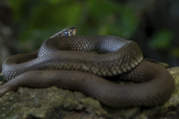Grass snake (Natrix natrix) shortly in front of moulting, easily recognisable by the milky eyes and