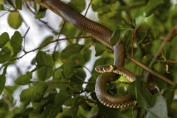 A rare and atypical behaviour for the grass snake (Natrix natrix), this species can be found in the