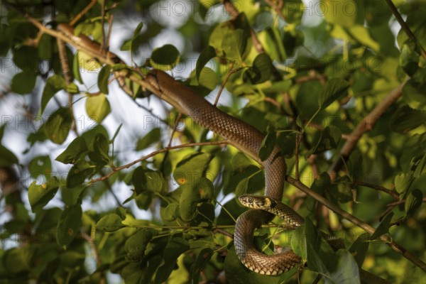 The grass snake (Natrix natrix) has sought out an unusual place to sunbathe, but is well protected