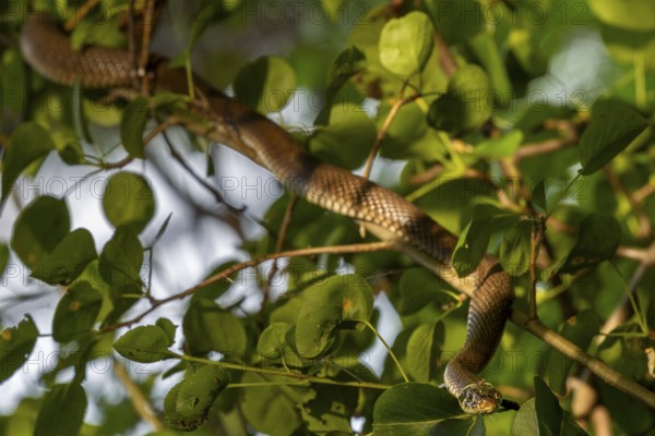 A grass snake (Natrix natrix) slithers through the branches of a tree growing on the bank of a
