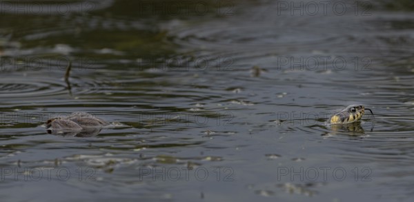 During the mating season, male water frogs (Pelophylax kl. esculentus) clasp anything that moves