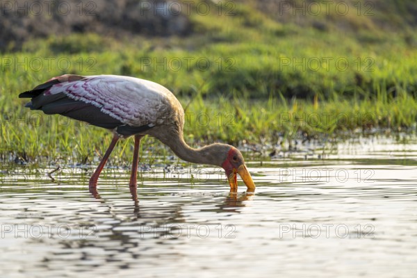 Glutton (Mycteria ibis) in the water foraging on the Chobe River, Ihaha, Chobe National Park,