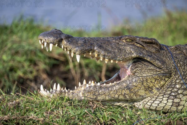 Open mouth, head and teeth, Nile crocodile (Crocodylus niloticus), Ihaha, Chobe National Park,