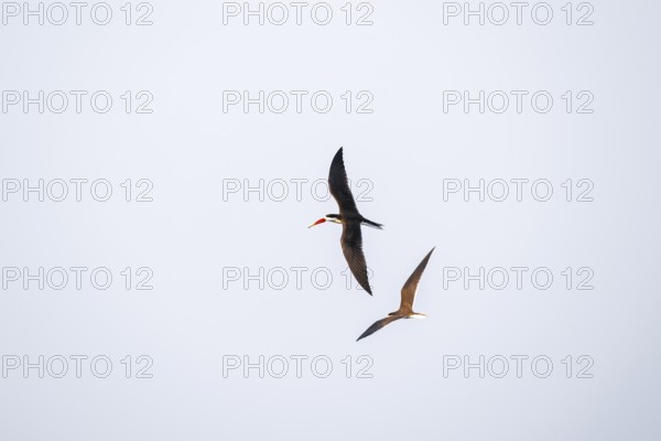 African Skimmer (Rynchops flavirostris), African Skimmer in flight, Ihaha, Chobe National Park,