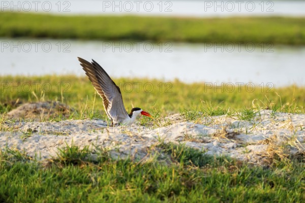 African Skimmer (Rynchops flavirostris), African Skimmer sitting on the bank, Ihaha, Chobe National