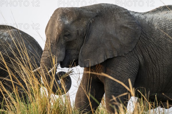 Animal portrait, African elephant (Loxodonta africana) feeding among grass, Ihaha, Chobe National