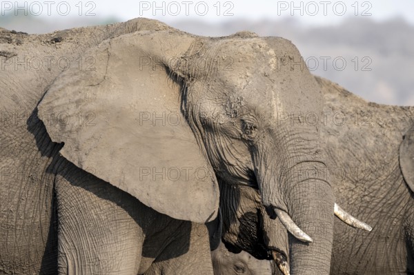 Animal portrait, African elephant (Loxodonta africana), Ihaha, Chobe National Park, Botswana,