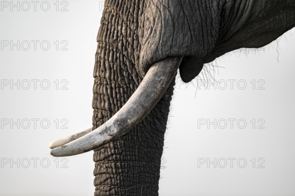 Detail, trunk and tusks, African elephant (Loxodonta africana), Ihaha, Chobe National Park,