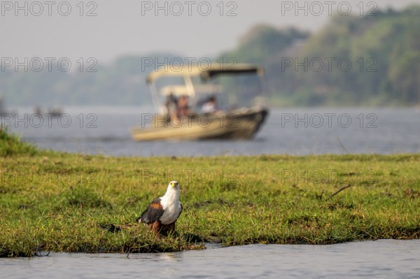 Tourist safari boat watching ospreys, Chobe River, Chobe Waterfront, Ihaha, Chobe National Park