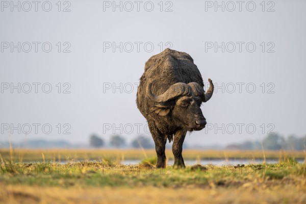 Single Cape buffalo (Syncerus caffer caffer) grazing, Ihaha, Chobe National Park, Botswana
