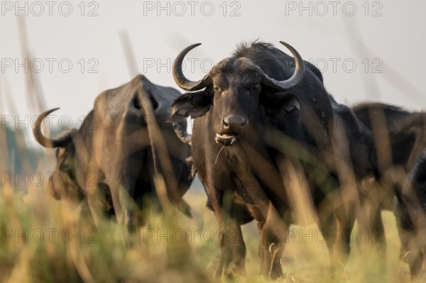 Cape buffalo (Syncerus caffer caffer) grazing, Ihaha, Chobe National Park, Botswana