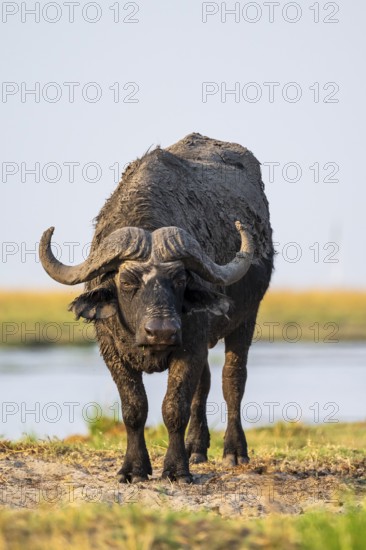 Cape buffalo (Syncerus caffer caffer) grazing, Ihaha, Chobe National Park, Botswana