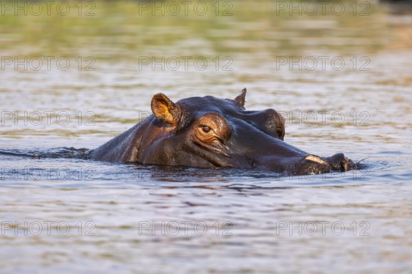 Hippopotamus (Hippopatamus amphibius) in the water, Chobe River, Ihaha, Chobe National Park,