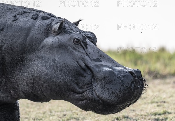 Animal portrait, hippopotamus (Hippopatamus amphibius), Chobe River, Ihaha, Chobe National Park,