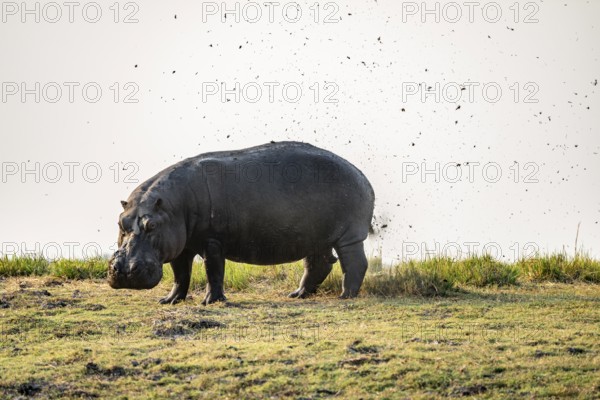 Funny, Hippopotamus (Hippopatamus amphibius) shits and splashes faeces in the air, Chobe River,