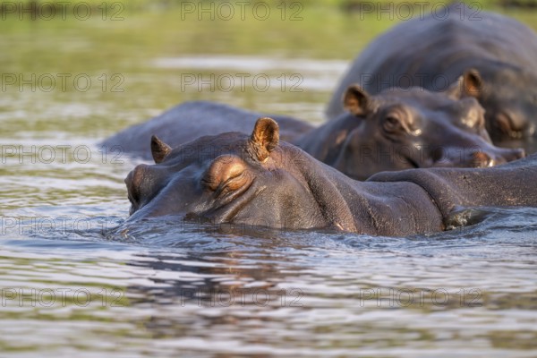 Hippopotamus (Hippopatamus amphibius) sleeping in the water, Chobe River, Ihaha, Chobe National