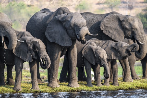 Herd of animals with young, African elephant (Loxodonta africana) drinking at the Chobe River,