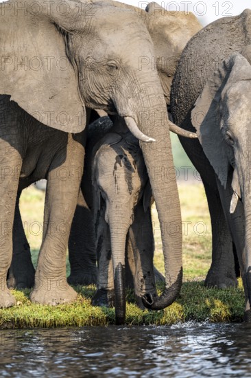 Herd of animals with young, African elephant (Loxodonta africana) drinking at the Chobe River,