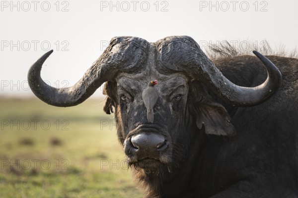 Epic animal portrait, Cape buffalo (Syncerus caffer caffer) with yellow-billed oxpecker (Buphagus