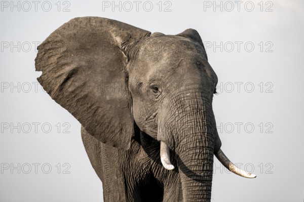 Detail, Animal portrait, African elephant (Loxodonta africana), Ihaha, Chobe National Park,