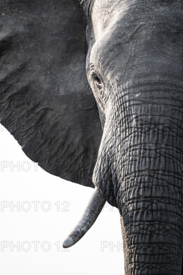 Detail, Animal portrait, African elephant (Loxodonta africana), Ihaha, Chobe National Park,