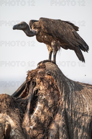 White-backed vulture (Gyps africanus), vulture feeding on the carcass of an elephant, Ihaha, Chobe