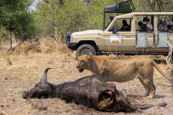 Safari car with tourists at a kill, lion (Panthera leo) eating buffalo Xakanaxa, Moremi Game