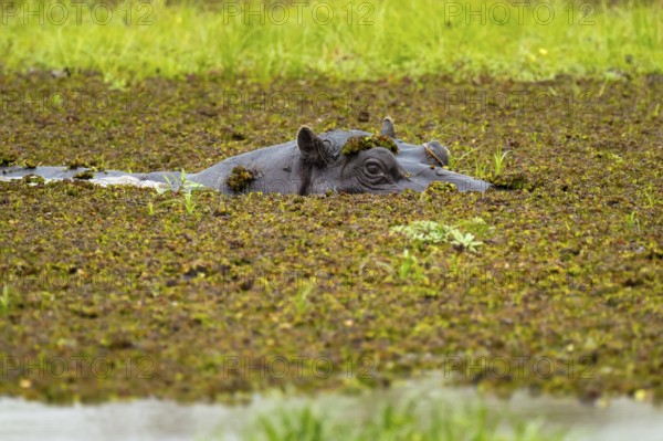 Hippopotamus (Hippopatamus amphibius) hiding in the swamp, Xakanaxa, Okavango Delta, Moremi Game