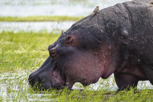 Greater hippopotamus (Hippopatamus amphibius), Xakanaxa, Okavango Delta, Moremi Game Reserve,