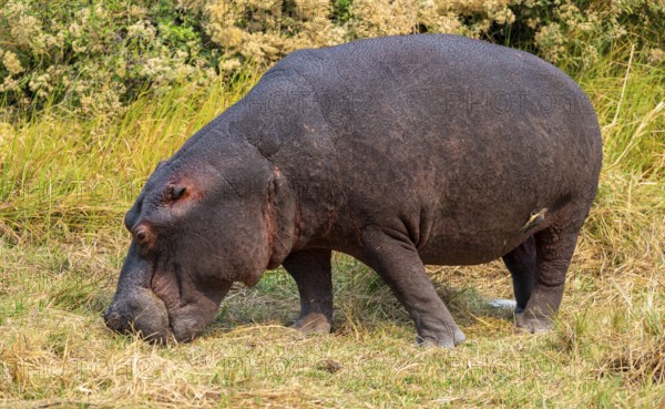 Hippopotamus (Hippopatamus amphibius) grazing, Xakanaxa, Okavango Delta, Moremi Game Reserve,