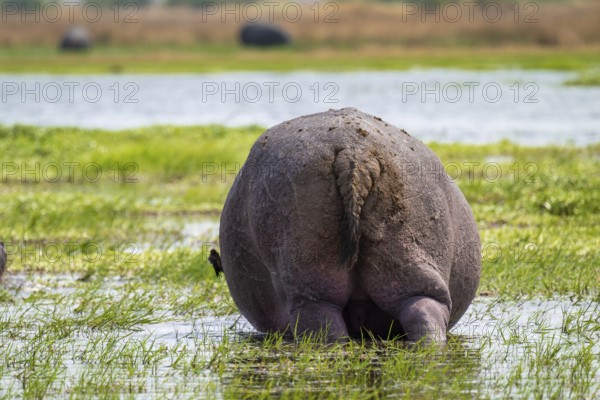Funny, bum, bum of a hippopotamus (Hippopatamus amphibius), Xakanaxa, Okavango Delta, Moremi Game