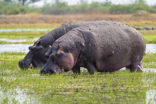 Two animals, Greater hippopotamus (Hippopatamus amphibius), Xakanaxa, Okavango Delta, Moremi Game