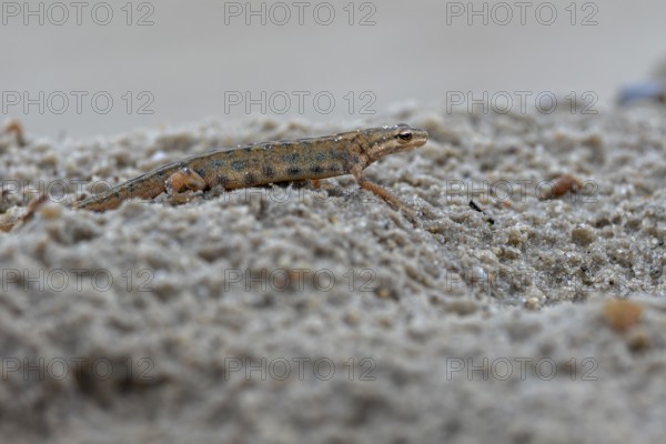 At dusk, the male pond newt (Lissotriton vulgaris) has left its daytime hiding place and goes
