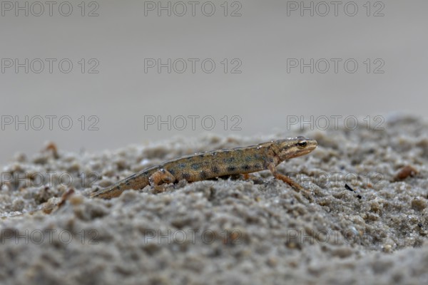 After the mating season, pond newts (Lissotriton vulgaris) leave the spawning waters and lead a