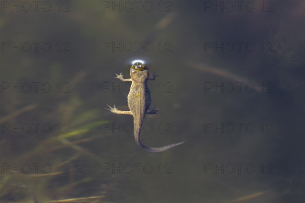 The female pond newt (Lissotriton vulgaris) quickly takes a breath at the surface of the water,