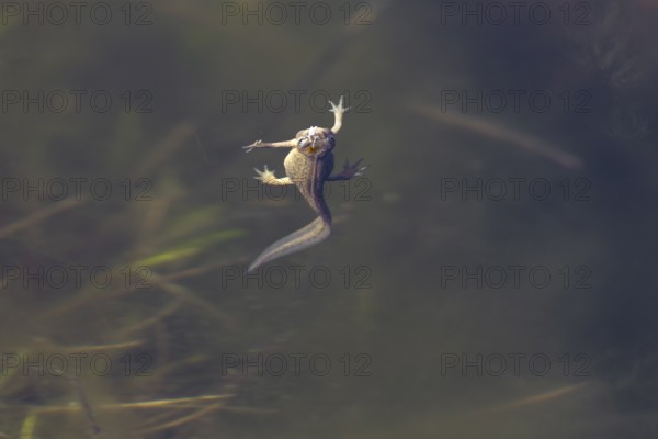 It would appear that the female pond newt (Lissotriton vulgaris) would eat the fly floating on the