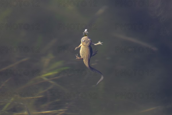 Only a few millimetres separate the female pond newt (Lissotriton vulgaris) from the fly floating