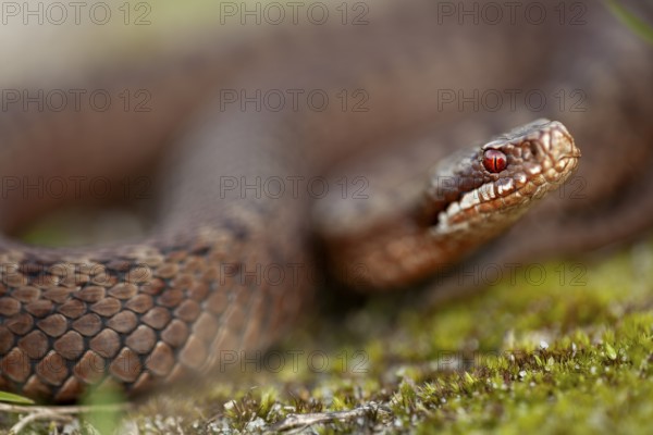 Adders (Vipera berus) feed on small mammals, small birds, amphibians and other reptiles, such as