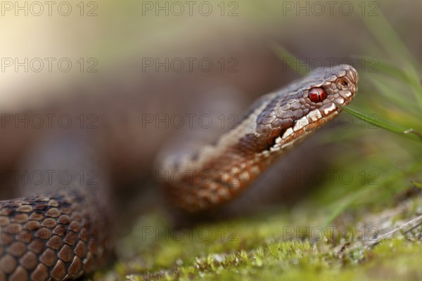 Adder (Vipera berus) Portrait of a copper-red morph, colour variant, Denmark