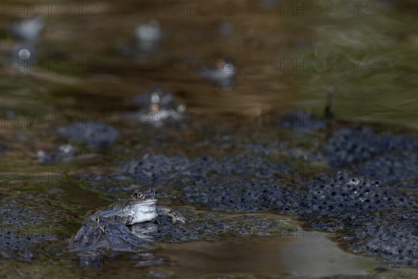 Grass frogs (Rana temporaria) during the spawning season in a small pond in the forest, spawning