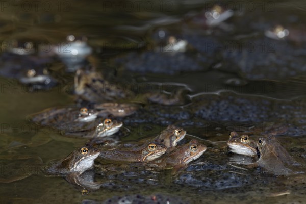 The eggs of the Common Frog (Rana temporaria) float in large spawning clumps just below the surface