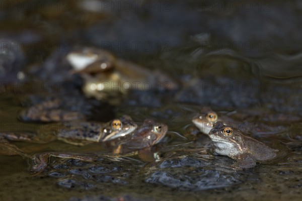 Grass frogs (Rana temporaria) congregate at the same spawning waters every spring, spawning clumps,