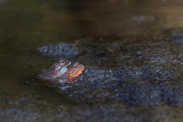A pair of grass frogs (Rana temporaria) between spawning balls, spawning clumps, spawning season,