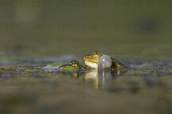 Even when mating and laying eggs, the male water frog (Pelophylax kl. esculentus) can't stop