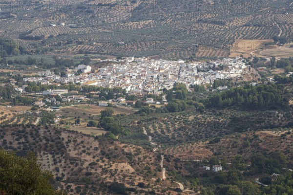 View over village El Burgo, fields with olive trees, mountain range Sierra de las Nieves, Parque
