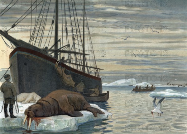 Hunting for walrus near Novaya Zemlya, a Russian twin island located west of the inner Eurasian