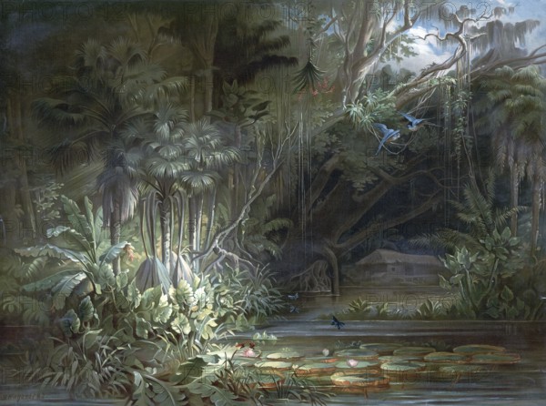 Tropical rainforest in the Amazon region, Brazil, authentic reproduction of a school mural,