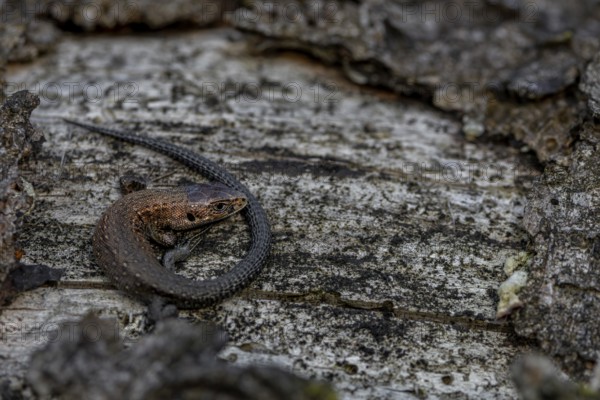 Young forest lizards (Zootoca vivipara) are strikingly copper-coloured, a good identification