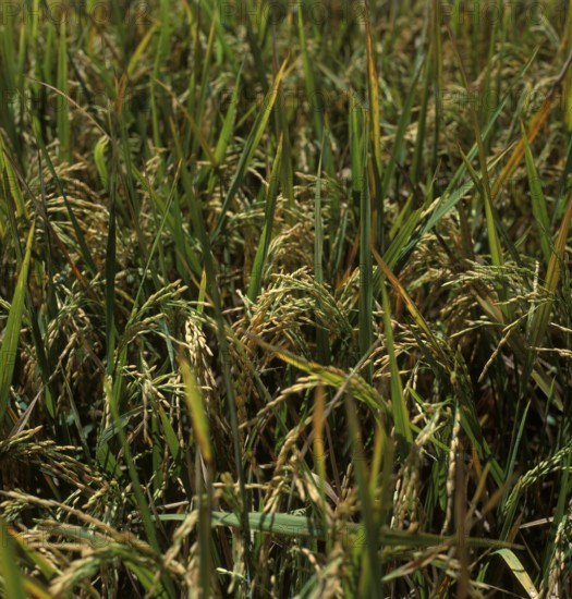 Rice cultivation, ripe rice plants, Bali, Indonesia