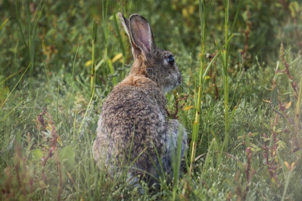Wild rabbit (Oryctolagus cuniculus) adult, sitting in high coastal grass with its back to the